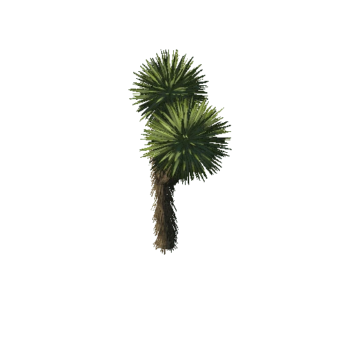 Yucca 03